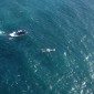 Sperm Whale 20120415-222908.jpg