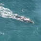 Sperm Whale